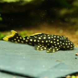 Orangesaumwels - L177 Baryancistrus Sp.