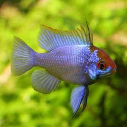 Blauer Schmetterlingsbuntbarsch - Papiliochromis Ramirezi Electric Blue