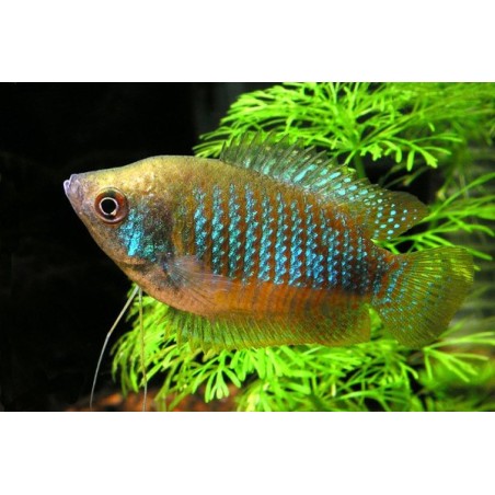 Zwergfadenfisch Weibchen - Colisa Lalia