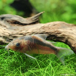 Rostpanzerwels - Corydoras Rabauti