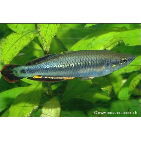 Rotschwanz Ahrenfisch - Bedotia Geayi