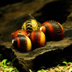 Escargot Waigiensis - Vittina Waigiensis