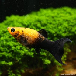 Molly Gold-Black Lyra - Poecilia Sphenops