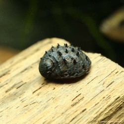 Escargot Sea Mine - Neritina Juttingae