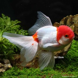 Tête De Lion - Rouge Et Blanc - Carassius Auratus