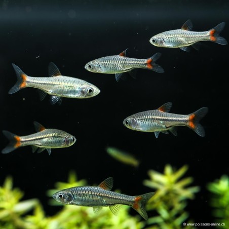 Rosso -coda - Rasbora Borapetensis