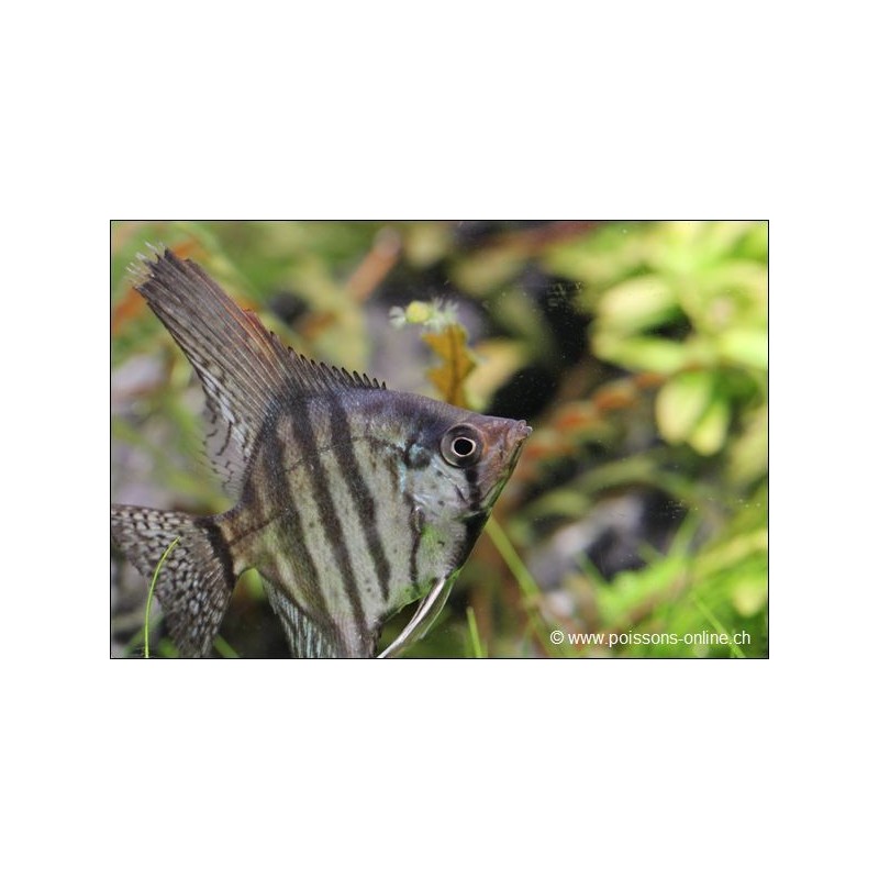 Scalaire Zebré Fumé - Pterophyllum Scalare