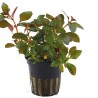 Ludwigia repens 'Rubin'