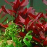 Ludwigia repens 'Rubin'