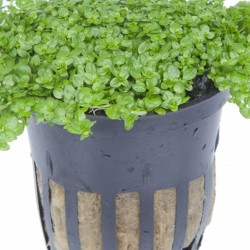 Micranthemum callitrichoides ´Cuba´