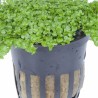Micranthemum callitrichoides ´Cuba´