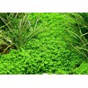 Micranthemum callitrichoides ´Cuba´