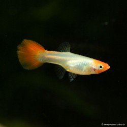 Guppy Weibchen Koï - Poecilia Reticulata