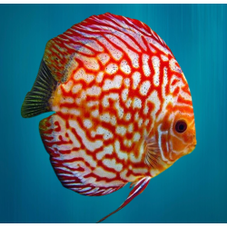Discus Pigeon Blood - Symphysodon Aequifasciatus - 10-12cm