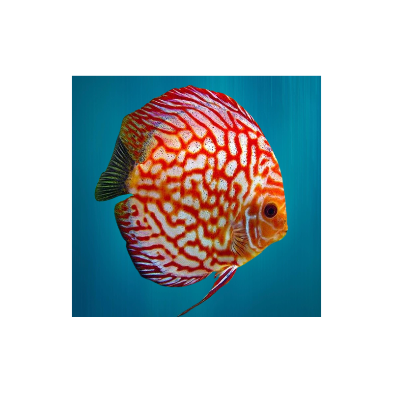Discus Pigeon Blood - Symphysodon Aequifasciatus - 10-12cm