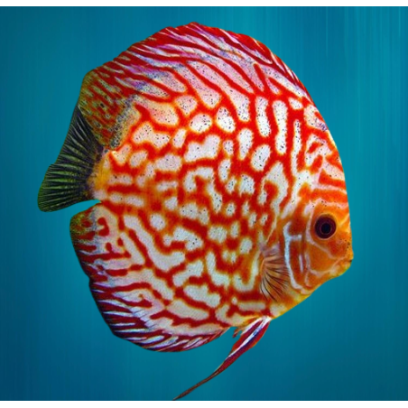 Discus Pigeon Blood - Symphysodon Aequifasciatus - 10-12cm