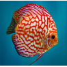 Discus Pigeon Blood - Symphysodon Aequifasciatus - 10-12cm