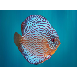 Discus Bleu Royal - Symphysodon aequifasciatus