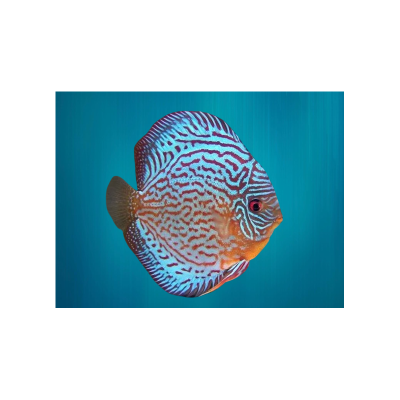 Discus Bleu Royal - Symphysodon aequifasciatus