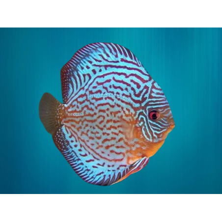 Discus Bleu Royal - Symphysodon aequifasciatus