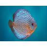 Discus Bleu Royal - Symphysodon aequifasciatus