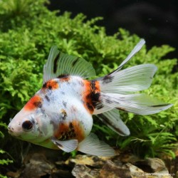 Voile De Chine - Ryukin Calico - Carassius Auratus