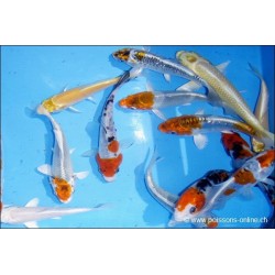 Carpe Koï assortie Premium - Cyprinus carpio Premium