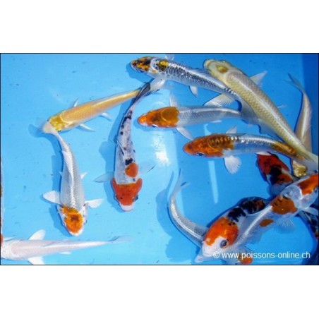 Carpe Koï assortie Premium - Cyprinus carpio Premium