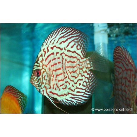 Discus Bleu Turquoise - Symphysodon aequifasciatus