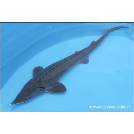 Sterlet Sturgeon - Acipenser Ruthenus