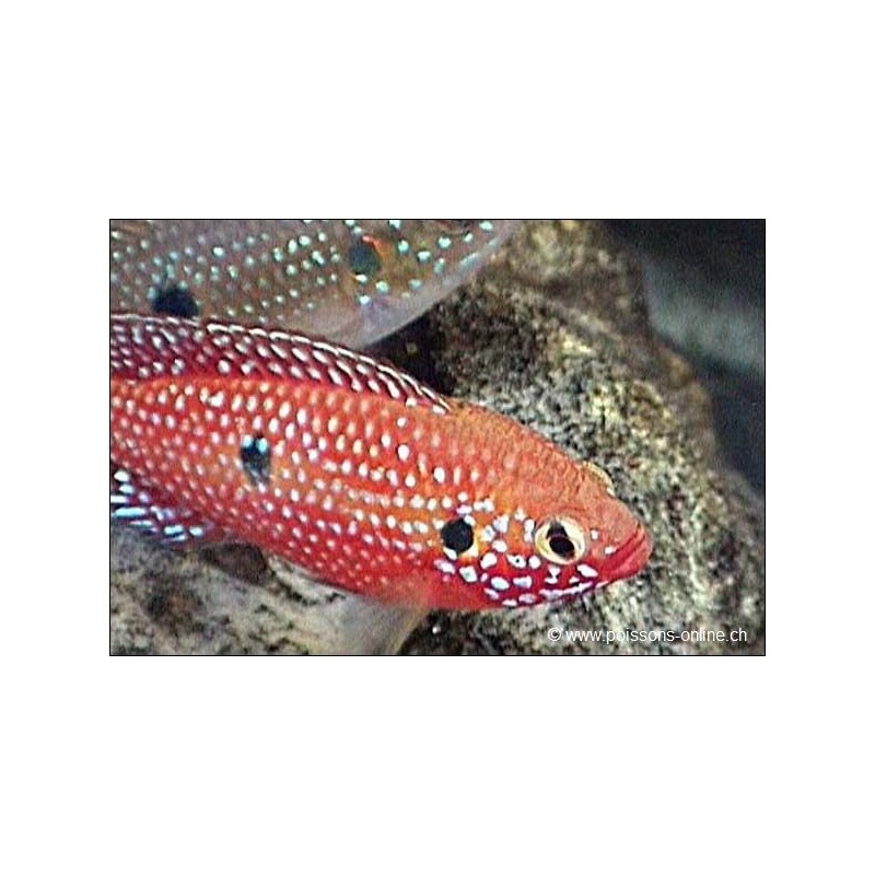 Roter Cichlide - Hemichromis Lifalili