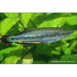 Rotschwanz Ahrenfisch - Bedotia Geayi