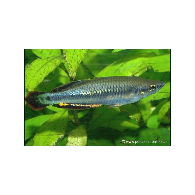 Rotschwanz Ahrenfisch - Bedotia Geayi