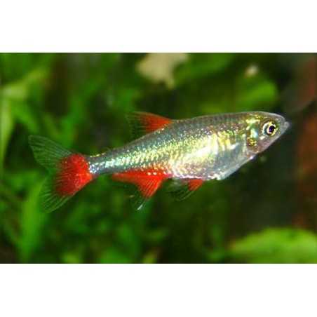 Characidé À Nageoires Rouges - Aphyocharax Anisitsi