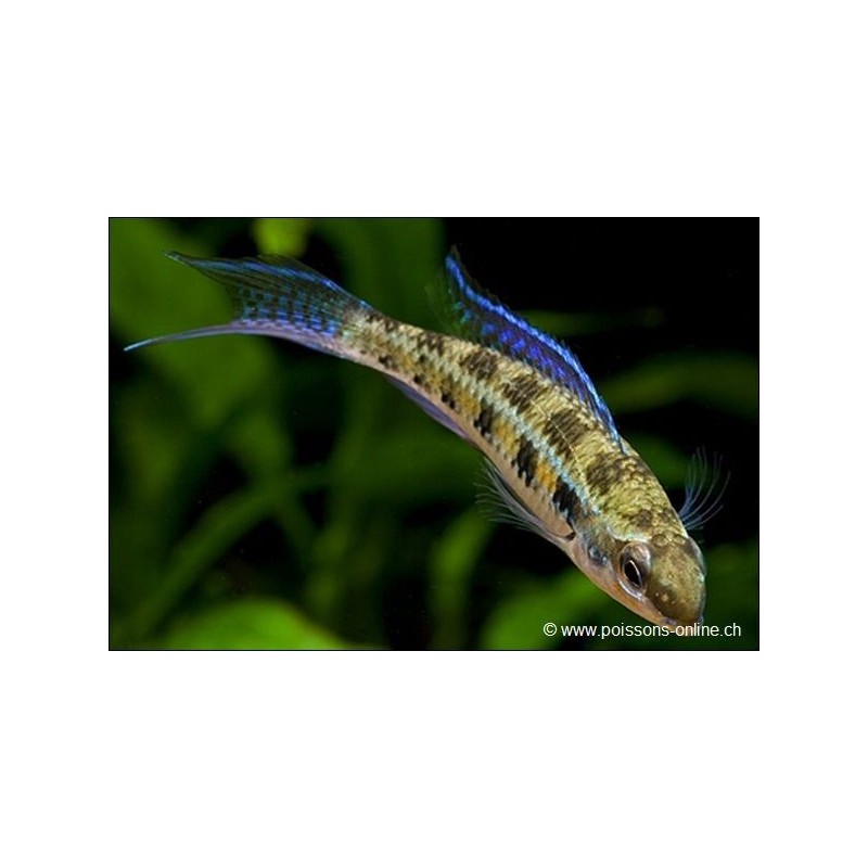 Cichlidé à Damier - Dicrossus filamentosus