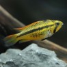 Cichlidé Nain Perroquet Orange - Apistogramma Cacatuoides Orange