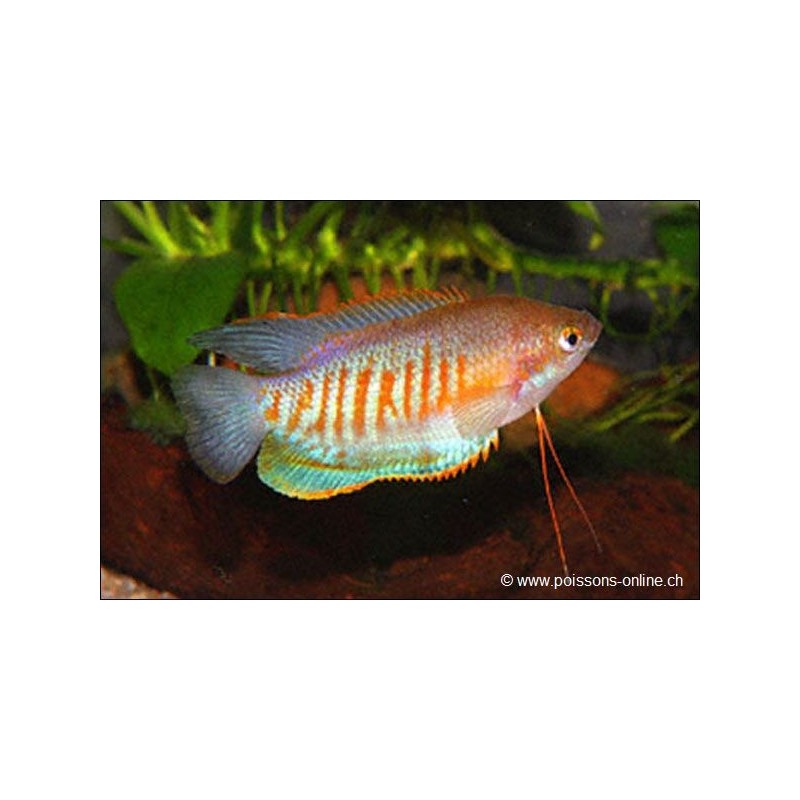 Pacchetti labiosa - Colisa Labiosa