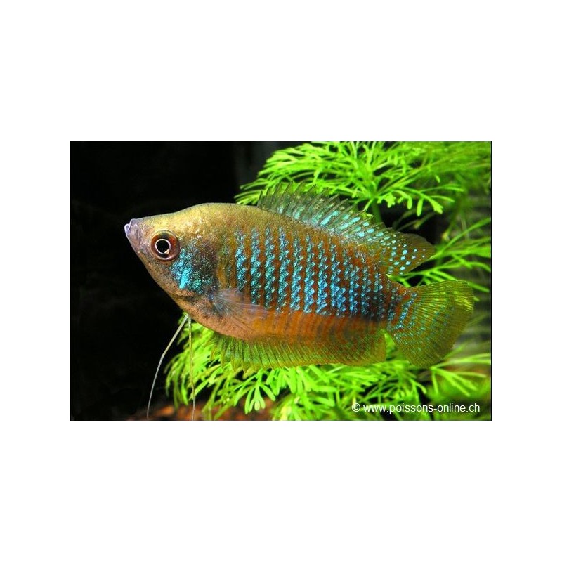 Colisa Lalia Femelle - Colisa Lalia