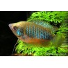 Zwergfadenfisch Weibchen - Colisa Lalia