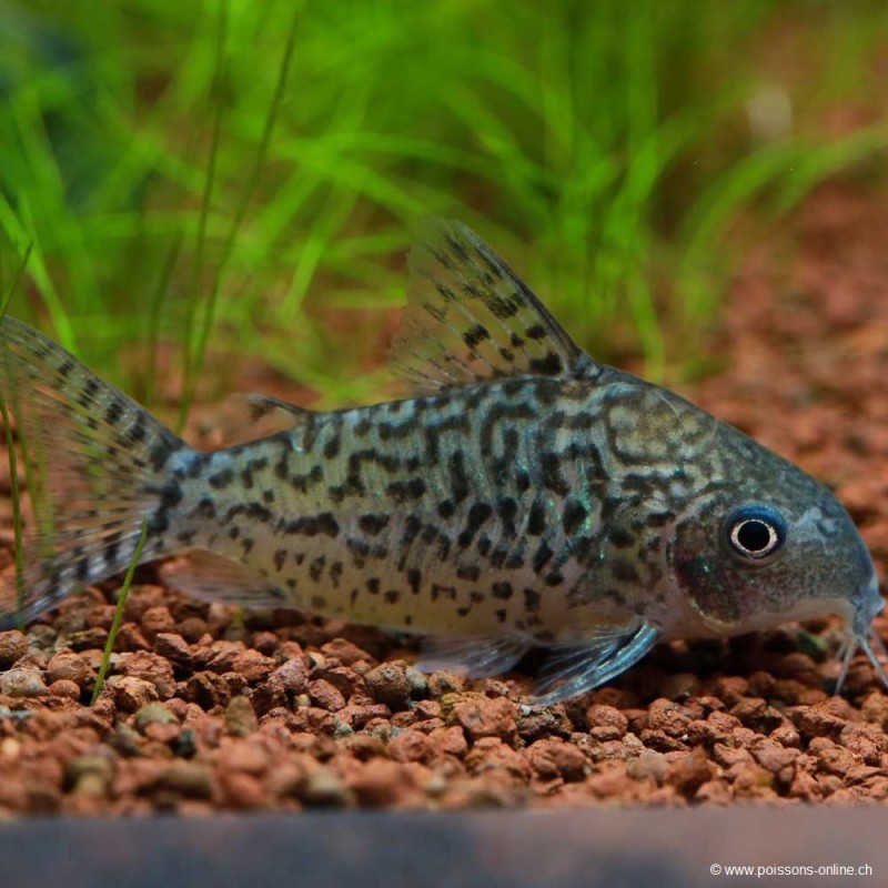 Corydoras réseau - Corydoras sodalis