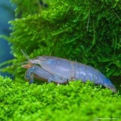 Gamberi blu gabon - Atya Gabonensis