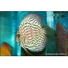 Discus Bleu Turquoise - Symphysodon aequifasciatus