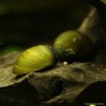 Corn Snail - Neritina Pulligera
