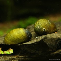 Corn Snail - Neritina Pulligera