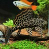 Waben Schilderwels - L165 Pterygoplichthys Gibbiceps