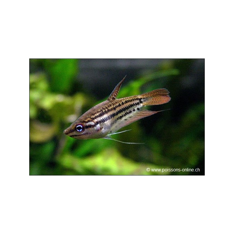 Gourami Grogner Vittata - Trichopsis Vittata
