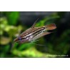 Gourami Grogner Vittata - Trichopsis Vittata