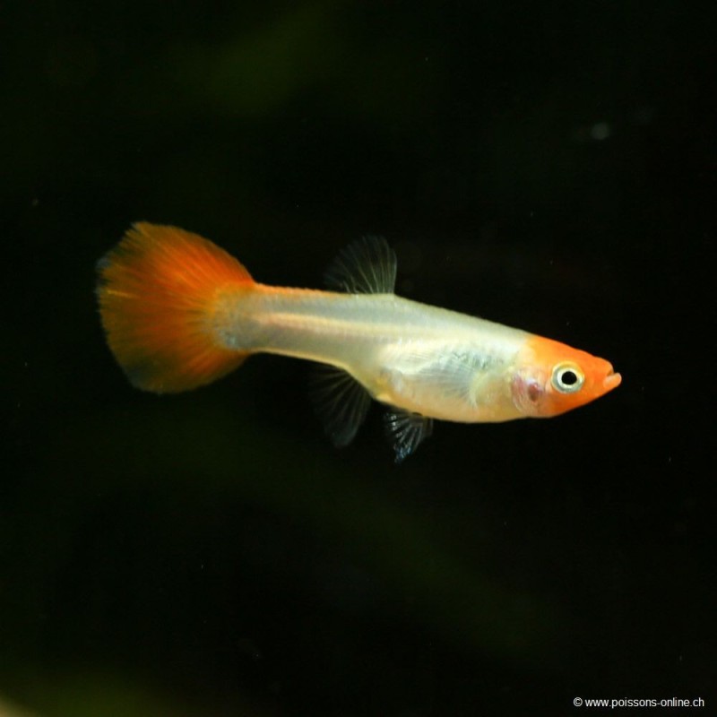Guppy Weibchen Koï - Poecilia Reticulata