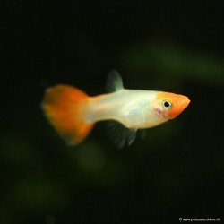 Guppy Weibchen Koï - Poecilia Reticulata