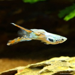 Guppy Mann Double Sword - Poecilia Reticulata